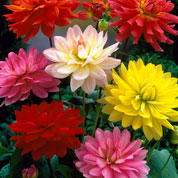 Dahlia Dwarf Decorative mixed